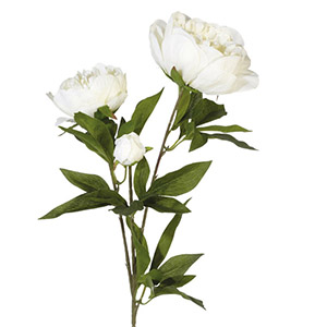 گل صد تومانی